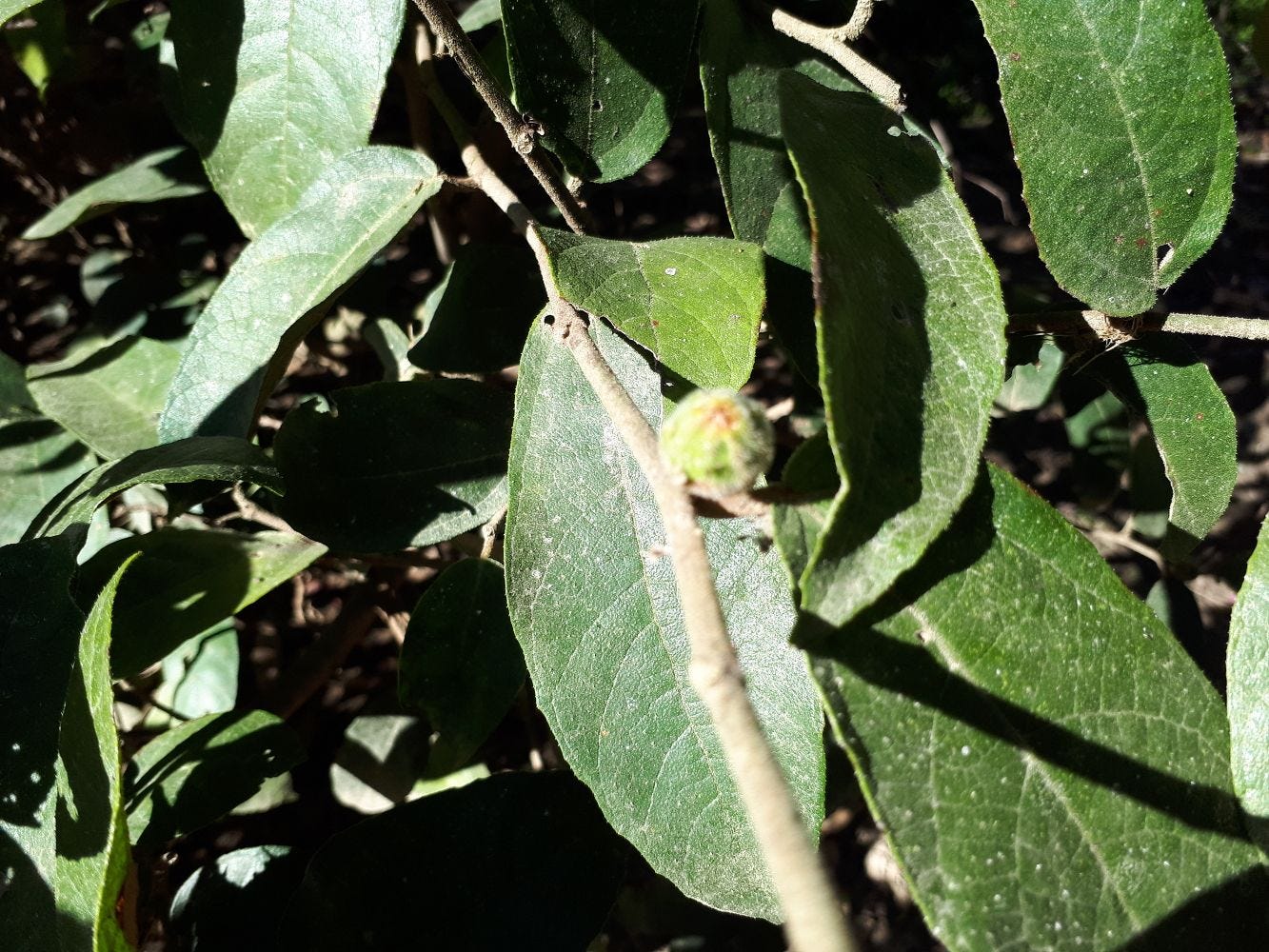 Ficus coronata [Sandpaper Fig - Leaves & unripe fruit - Hornsby Blue Gum Track] sml.jpg