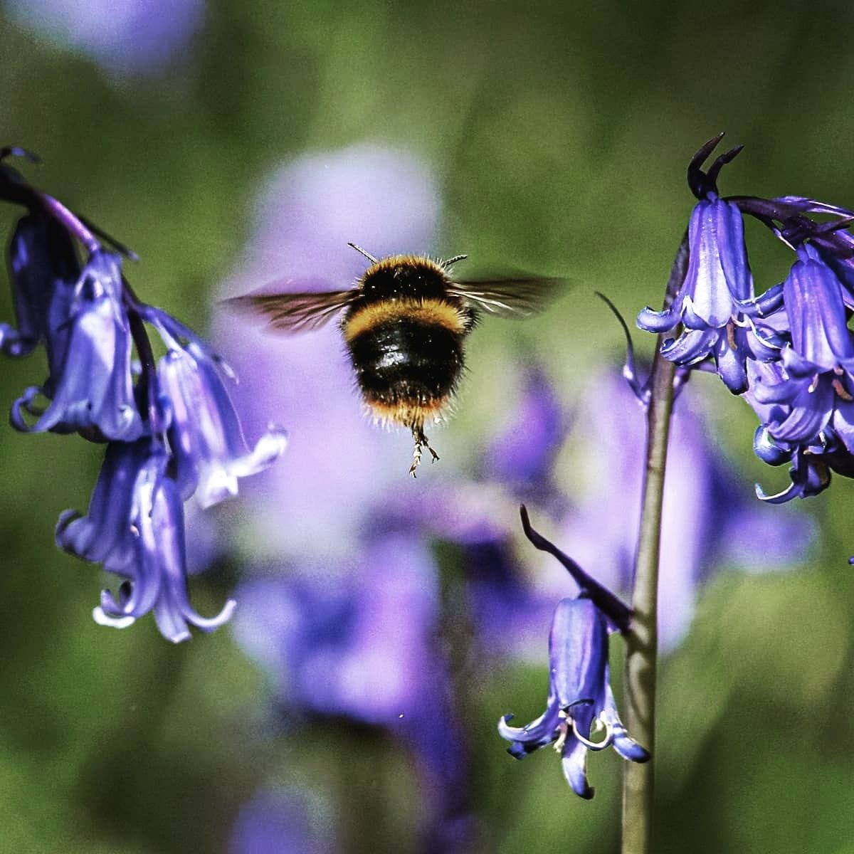 Bee Hovering in Foxgloves