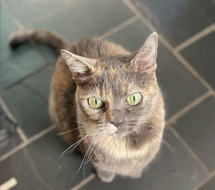 My cat