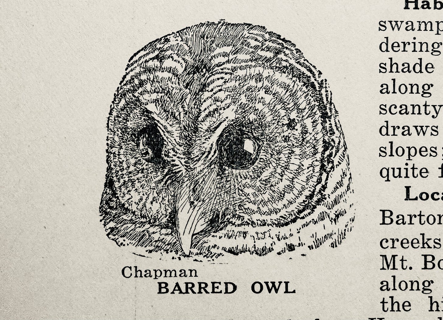 Barred owl illustration from Birds of the Austin Region