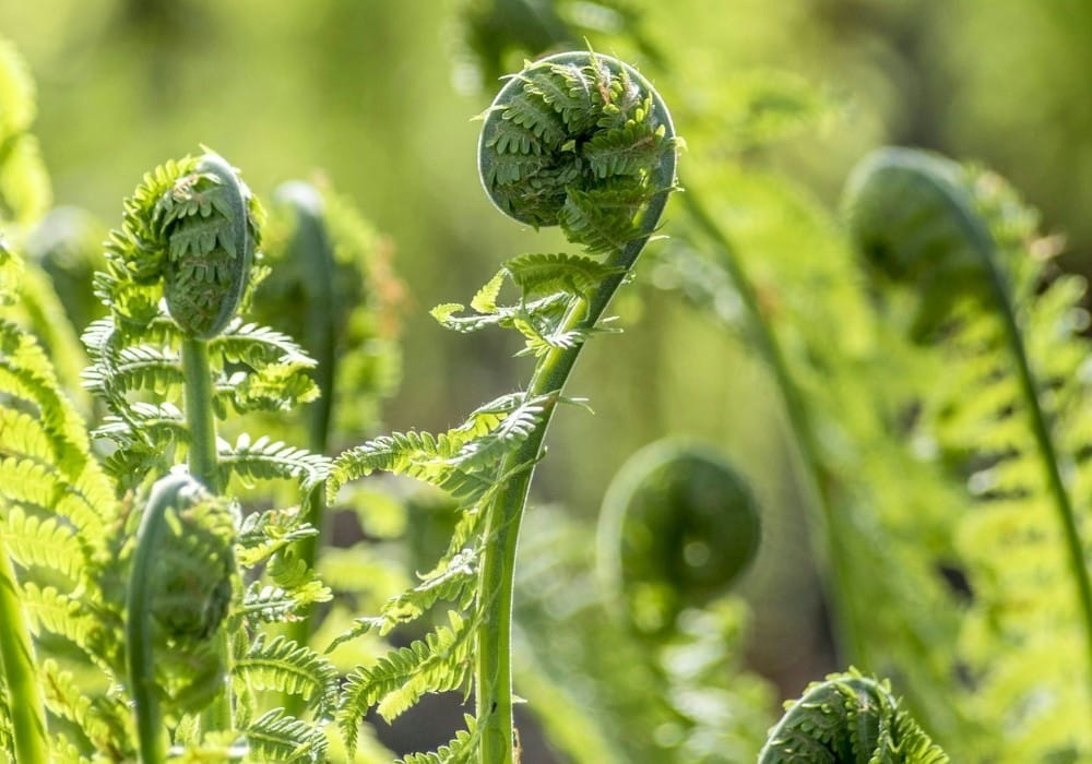Baby ferns unfurling to represent vibrational frequency growth