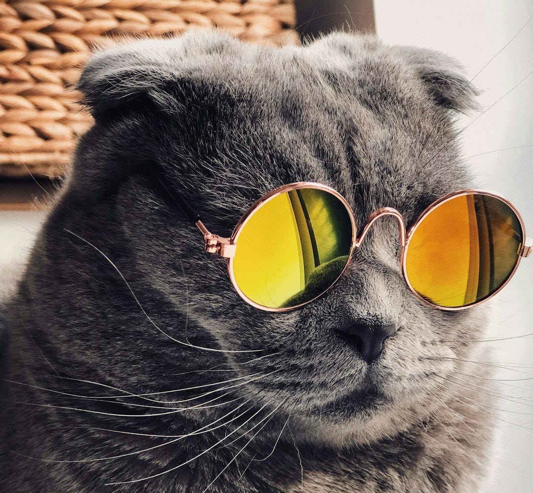 Russian blue cat wearing yellow sunglasses Russian blue cat wearing yellow sunglasses