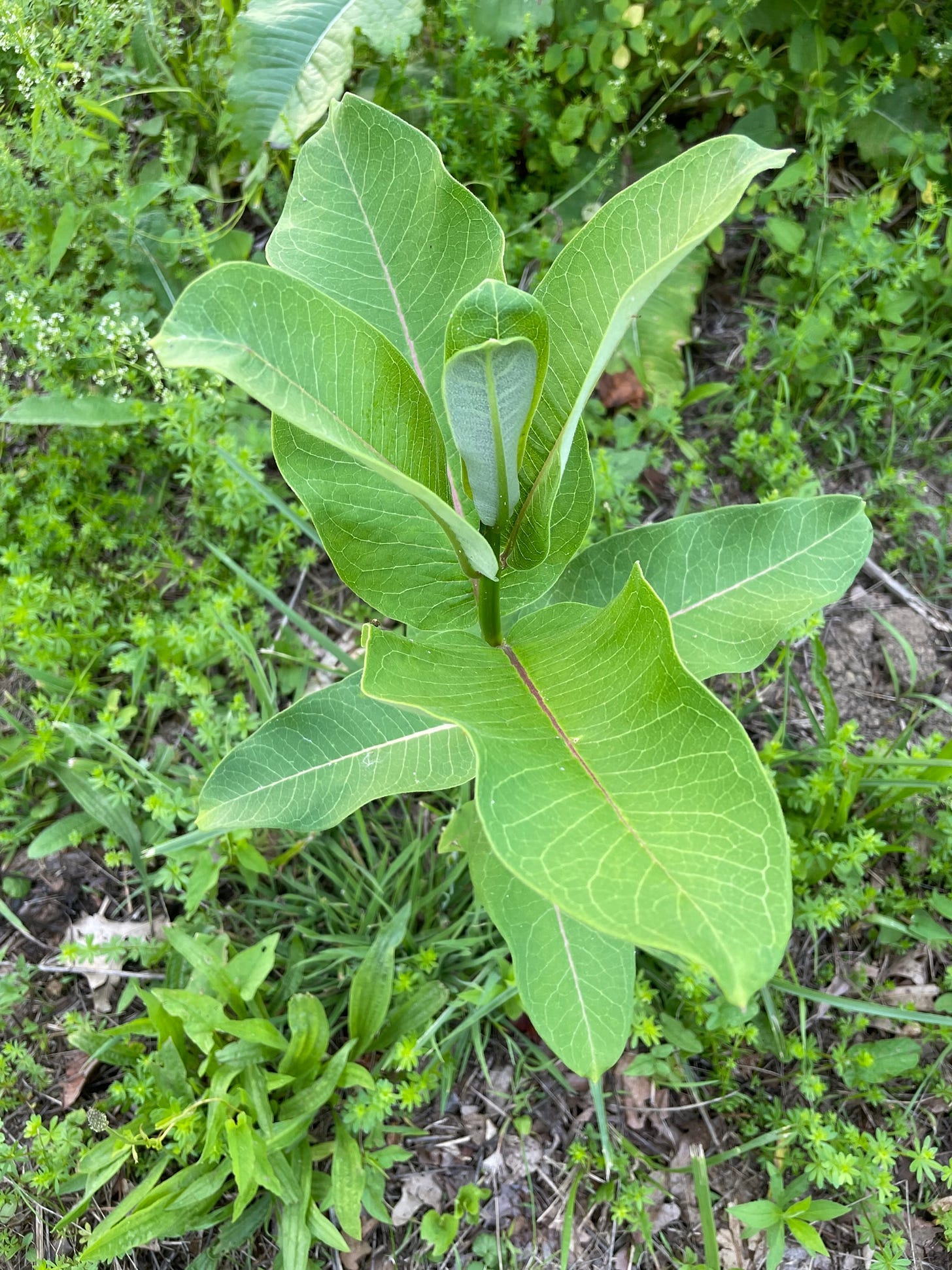 Leaves of Common Milkweed, A. Syriaca. 