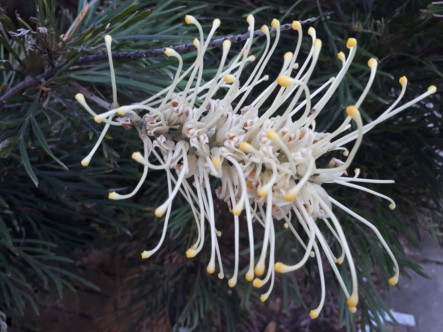 Grevillea banksii [flower, Narabeen Lagoon NSW sm].jpg