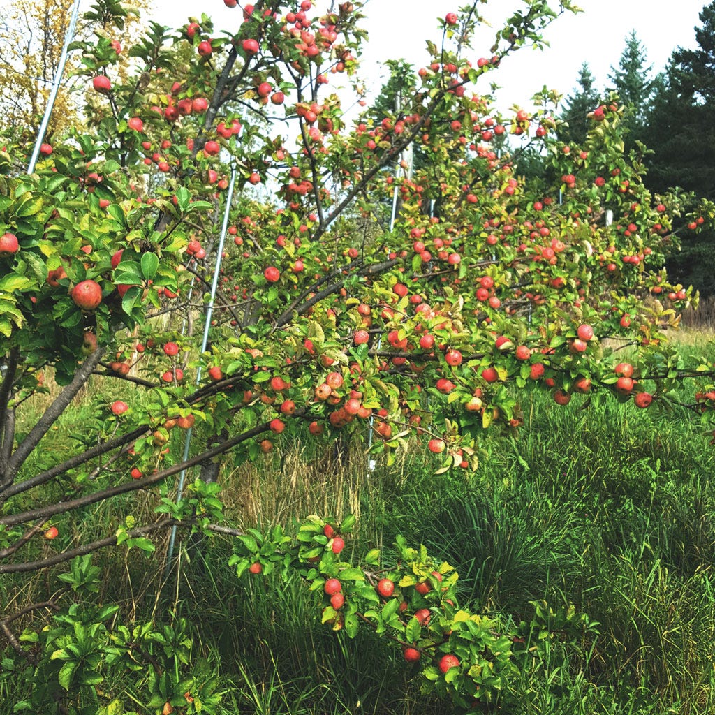 Muscadet de Dieppe apple tree in the Eden orchard