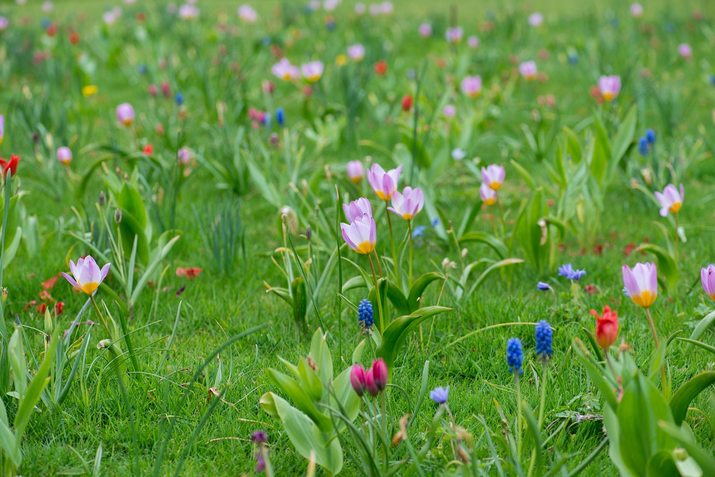 tulips and muscari in a bulb meadow