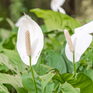 peace lily, or Spathiphyllum