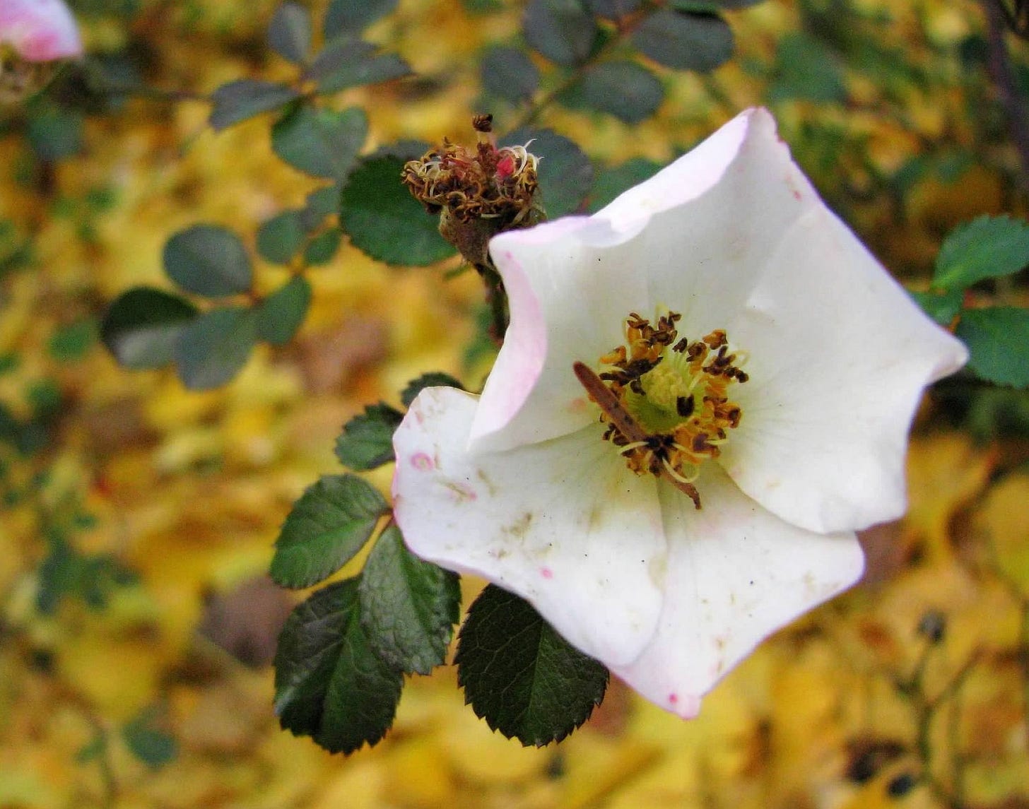 A white wild rose blooms above a ground strewn with yellow leaves