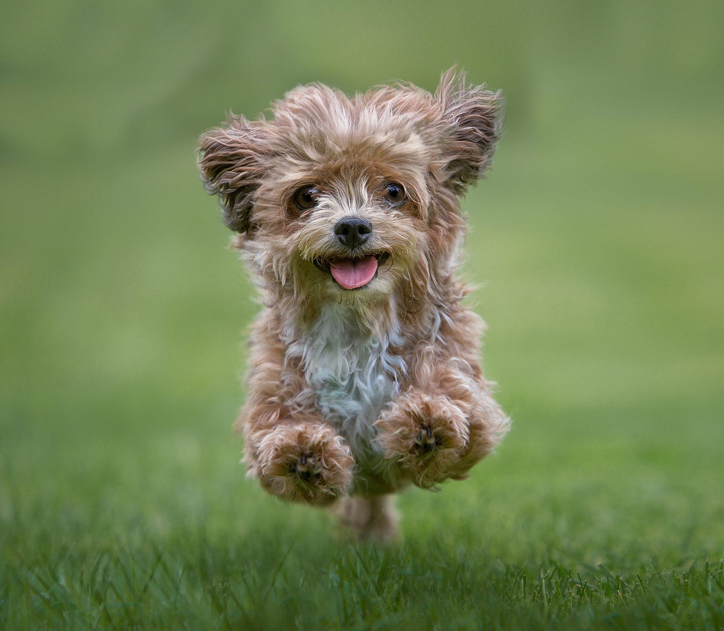 The top 20 cutest dog breeds in the world, ranked according to science - Country Life