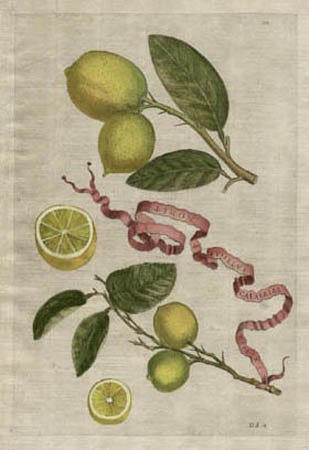 Botanical, Art, Fruit, Citrus, Ferrari, Hesperides, Rome, Antique Prints, 1646 Botanical, Art, Fruit, Citrus, Ferrari, Hesperides, Rome, Antique Prints, 1646
