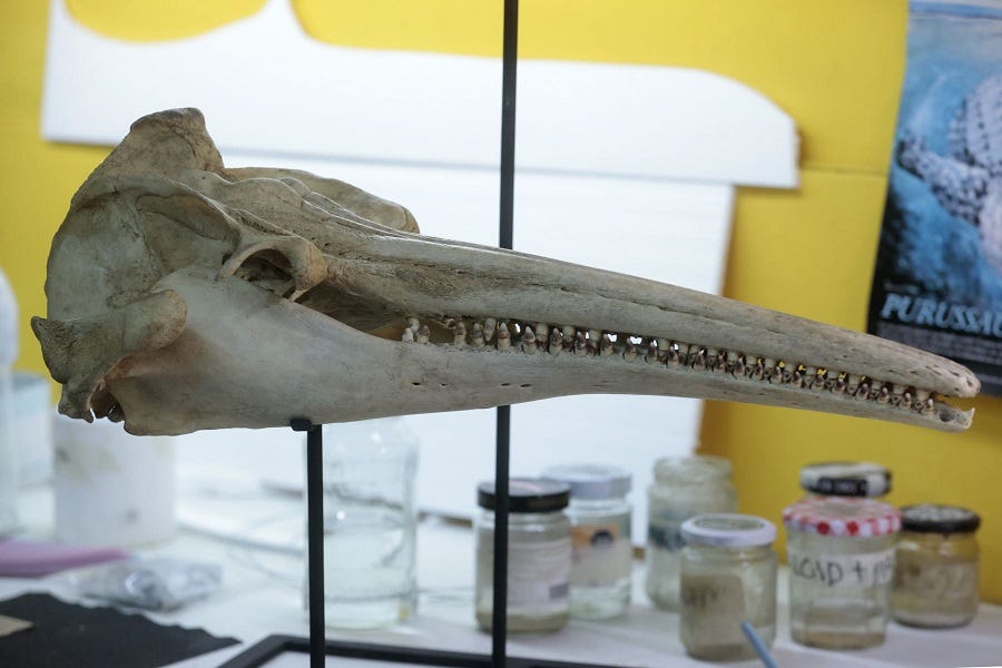 The giant skull of the ancient dolphin is discovered in the Amazon •  KosovaPress