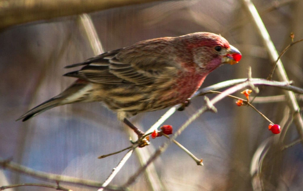 House Finch feeding