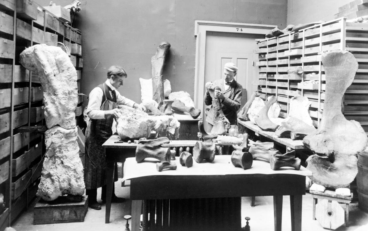 Riggs (right) and J. B. Abbott working on the holotype bones in 1899. The still-jacketed thighbone can be seen on the left.