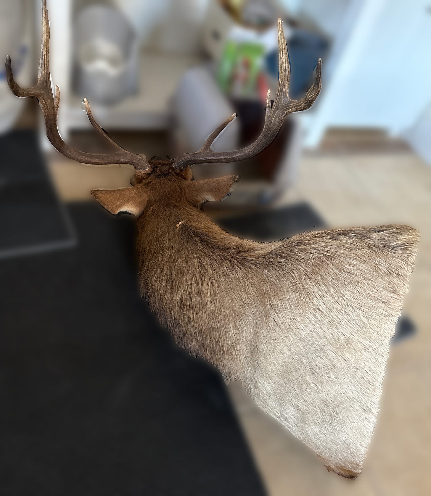 A deer or maybe elk head, stuffed and ready for mounting on a wall, but just lying on the floor of a basement, blocking the litter box.