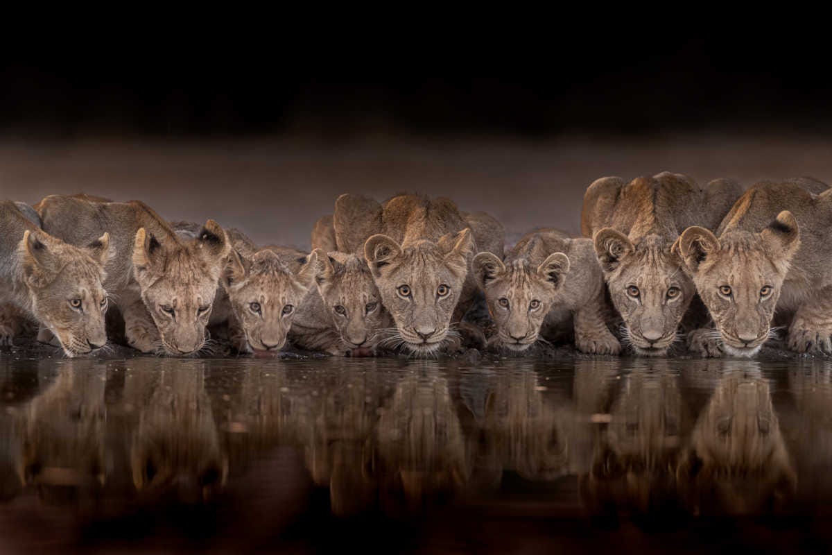 un grupo de cachorros de león están agachados bebiendo de una charca en la que se reflejan