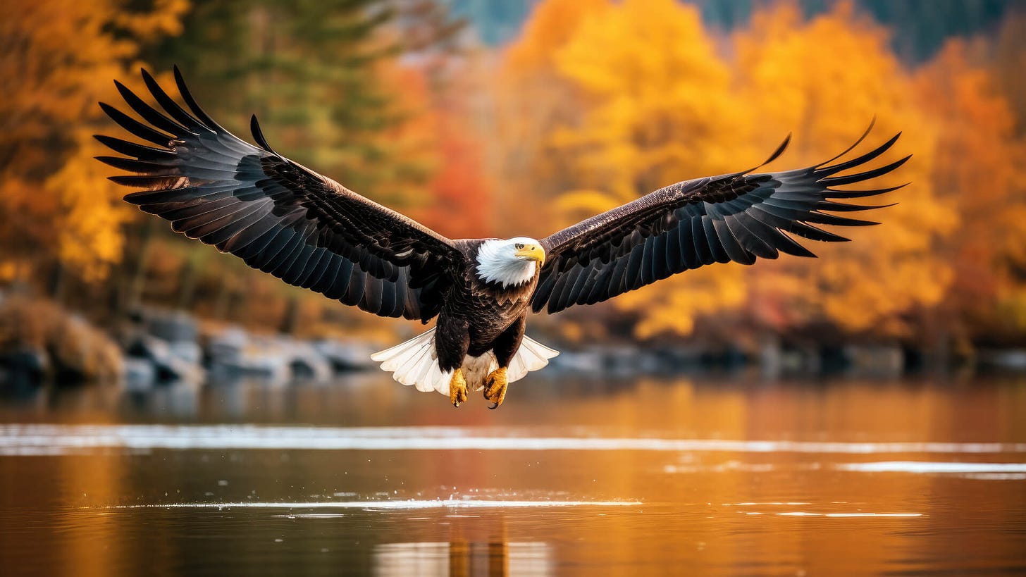 eagle flies in Autumn