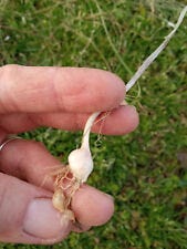 Wild Garlic Allium Ursinum 10 Bulbs for sale online | eBay