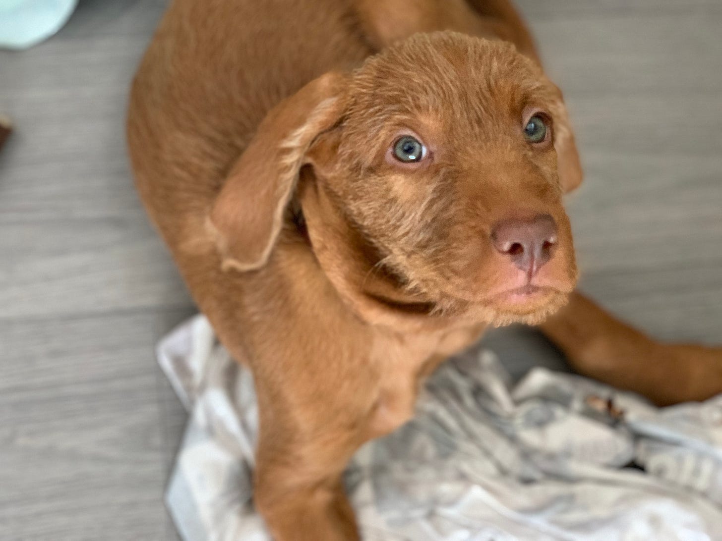A brown puppy sitting on a white cloth AI-generated content may be incorrect.