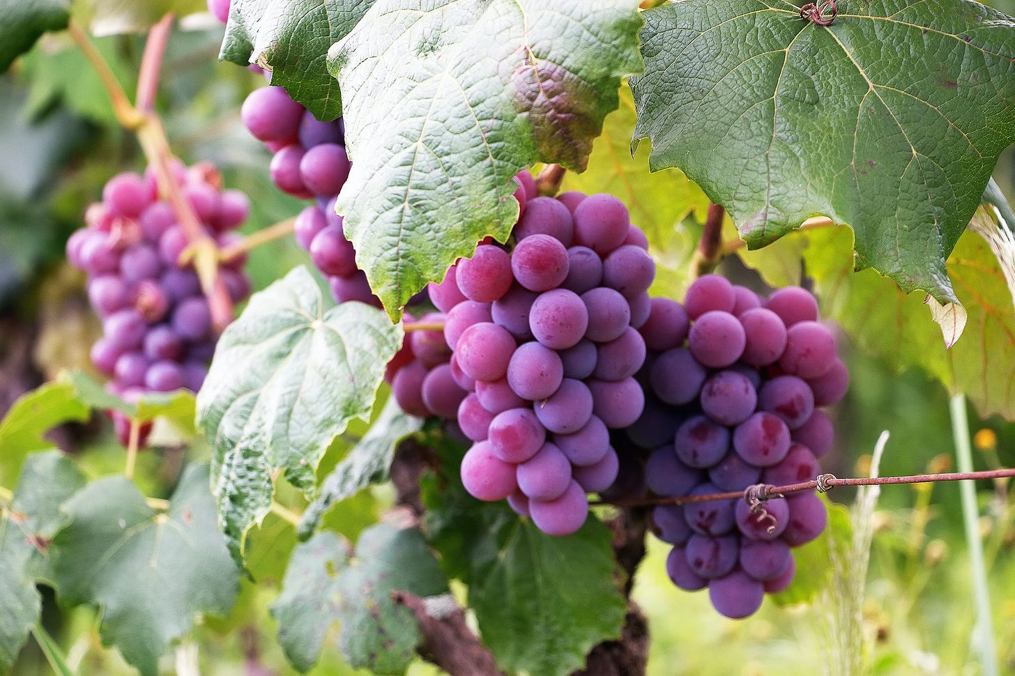 Photo of grapes by Luiz M. Santos from Pexels