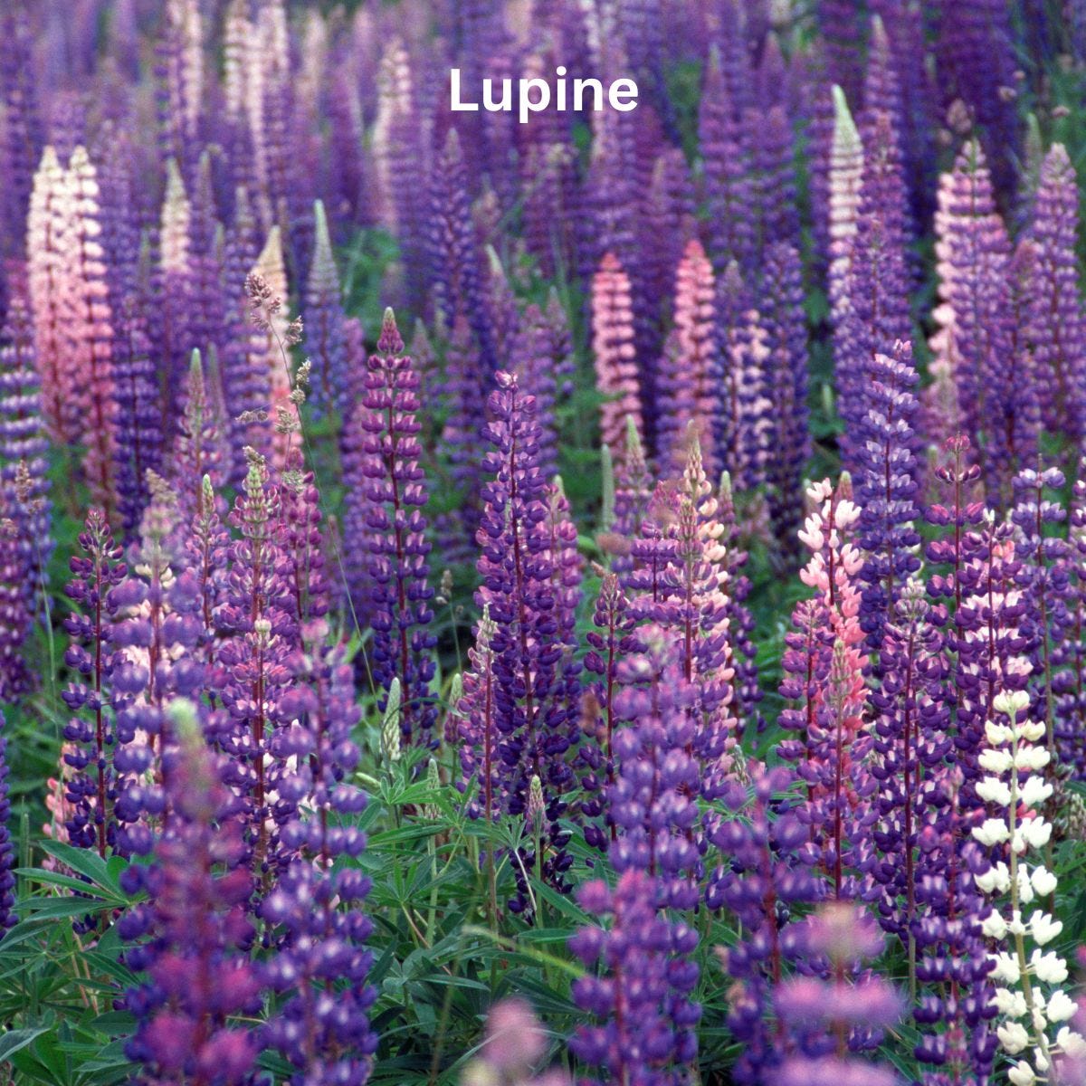 Lupine