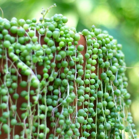 3pc String Of Pearls - National Plant Network : Target