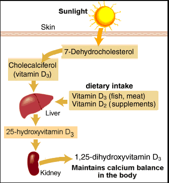 All About Vitamin D – Measure Up