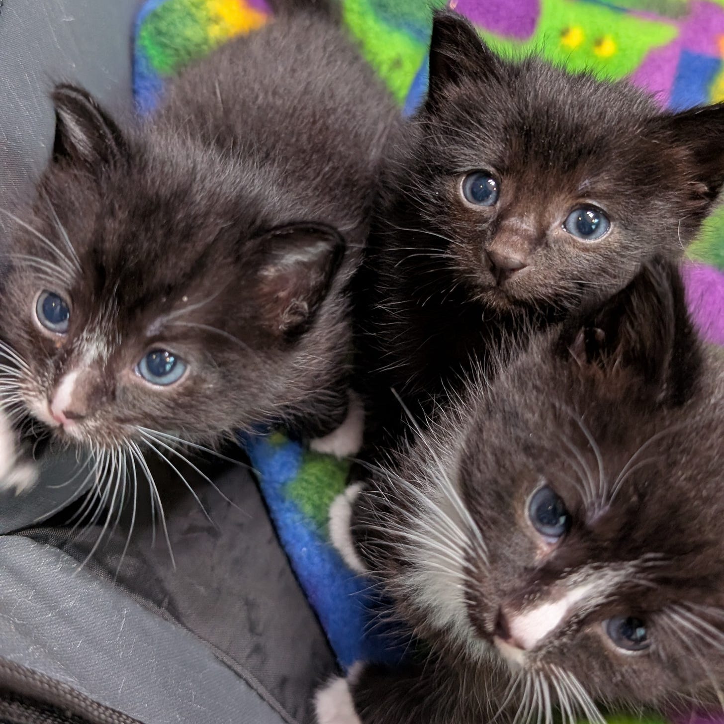 Three black and white kittens looking at the camera