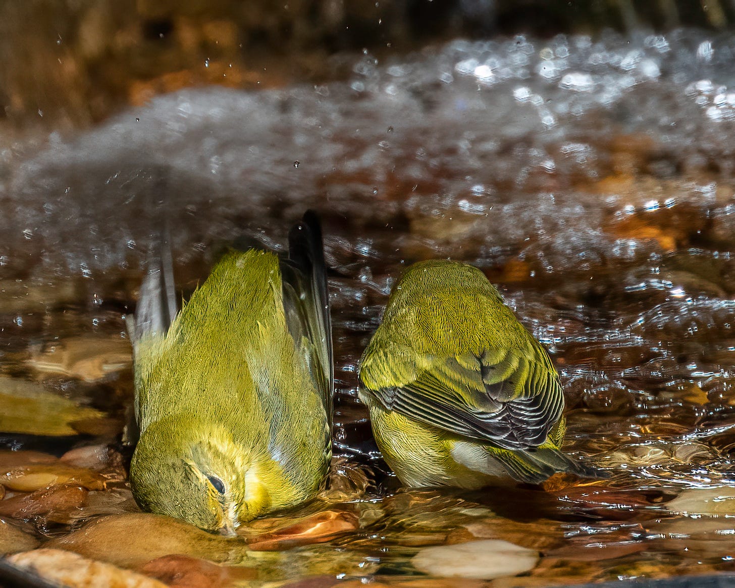 The two Tennessee warblers are in the water, each facing the opposite direction. The warbler facing the camera has its head down in the water with its head tilted. It's taking a bath!