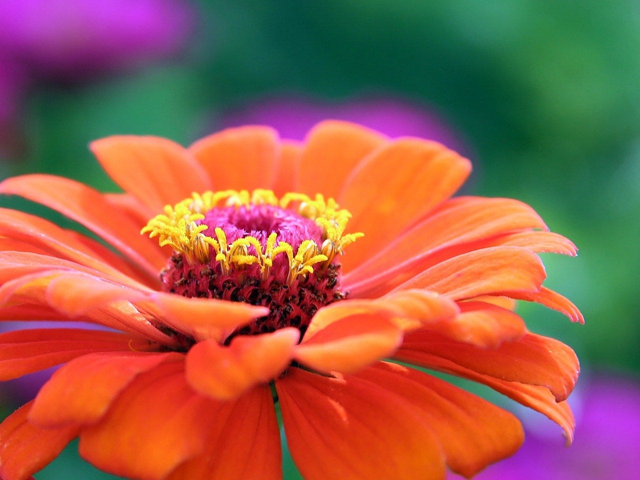 An orange Zinnia in full bloom