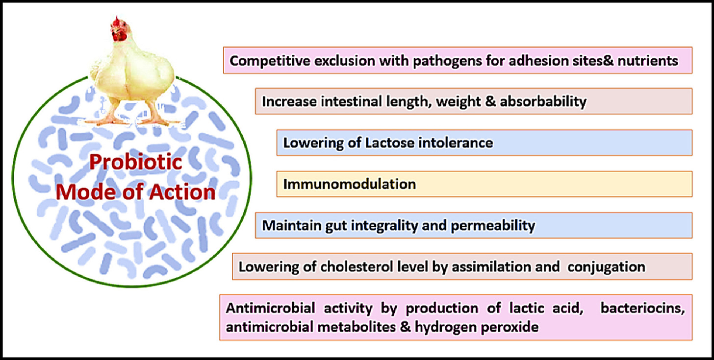 Probiotics Modes of Action in Poultry