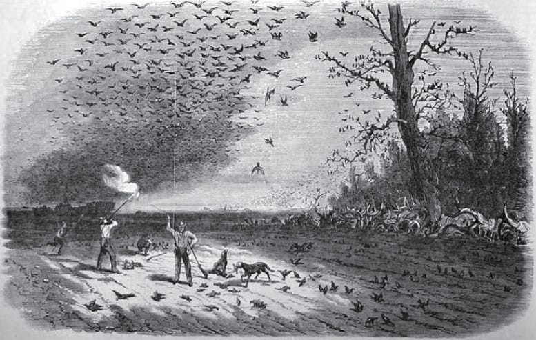 This image has an empty alt attribute; its file name is hunting-passenger-pigeons.png