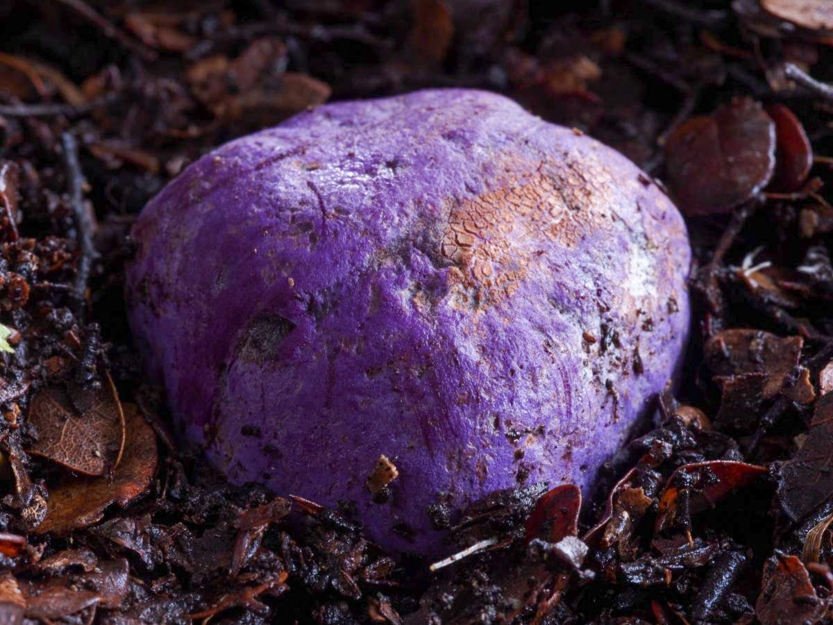 purple pouch fungus