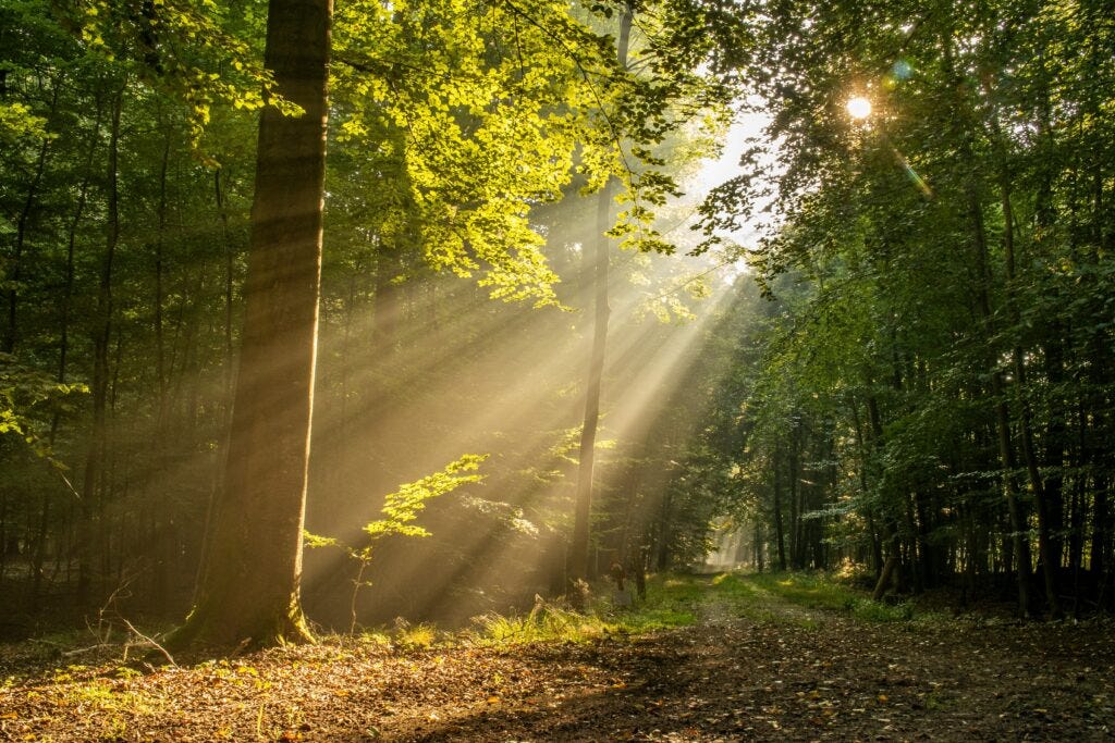 Why Morning Sunlight Exposure is Crucial for Health » Cornerstone  Naturopathic