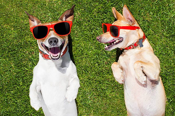 two funny dogs couple of  funny  and laughing dogs with sunglasses,  on grass or meadow in park    on summer vacation holidays laughing dogs stock pictures, royalty-free photos & images
