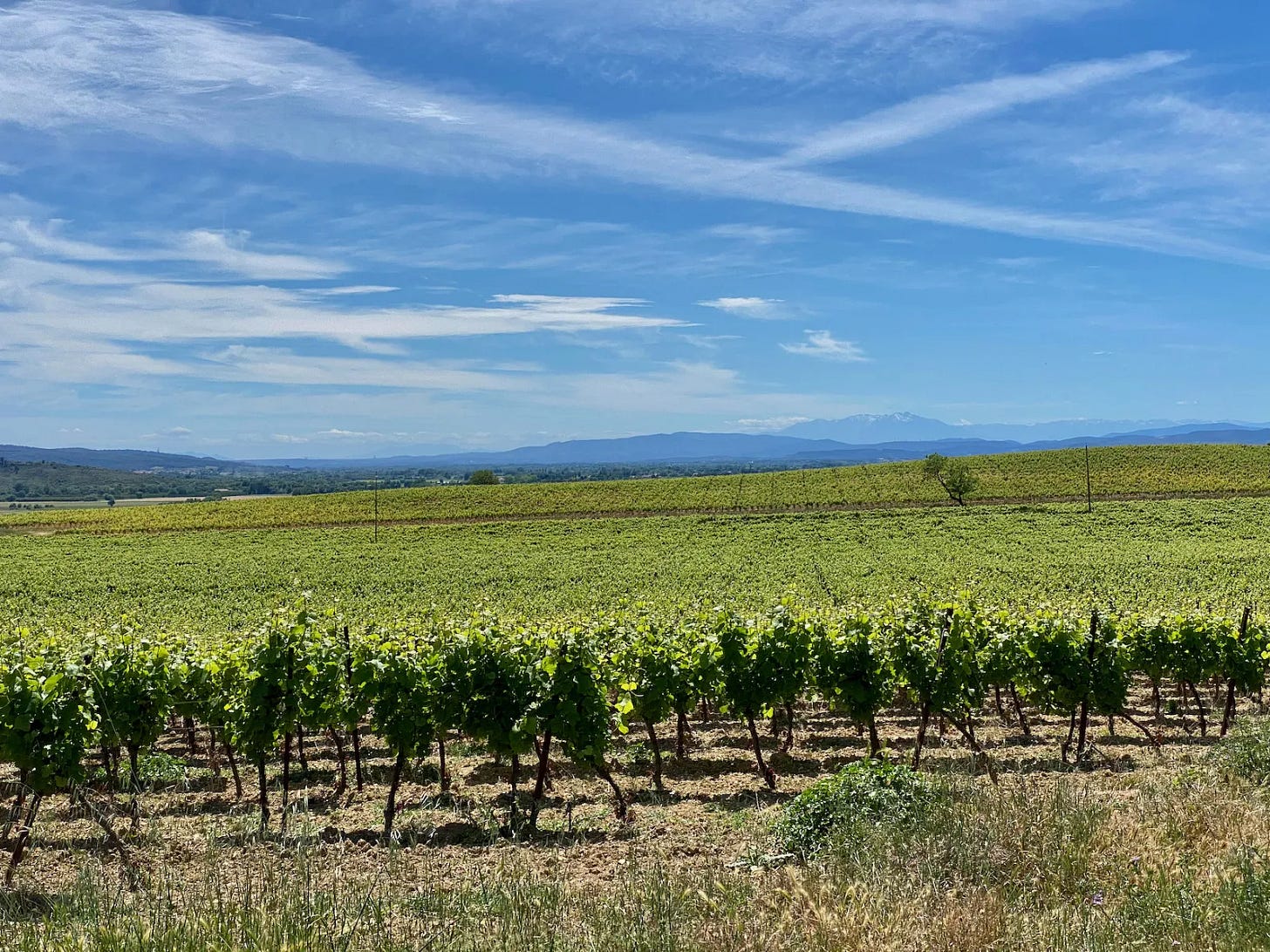 Vignes Vignes