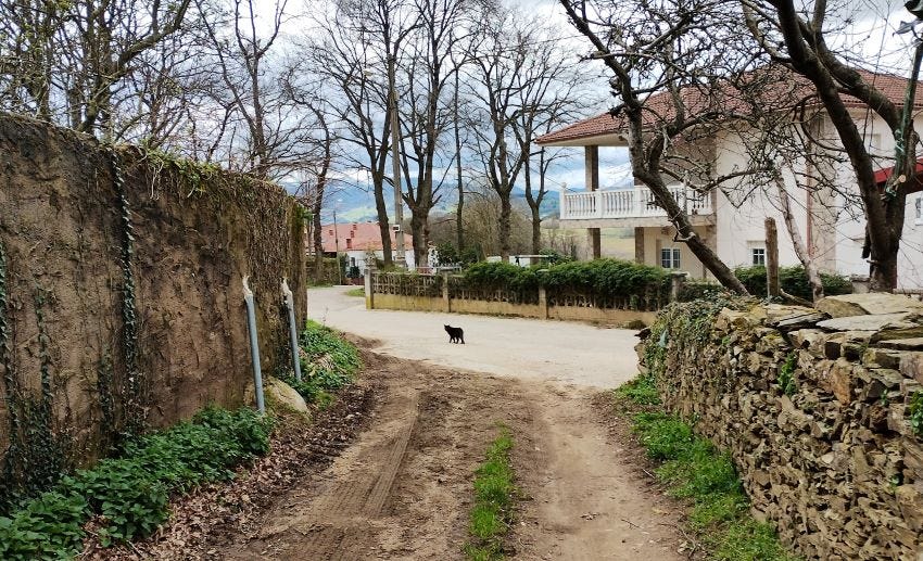 Gato negro cruzando por delante
