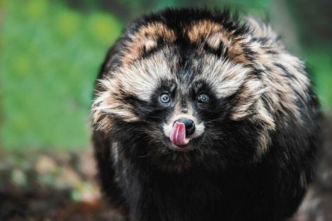 Also raccoon dog is not necessarily guilty of the pandemic - World News ...