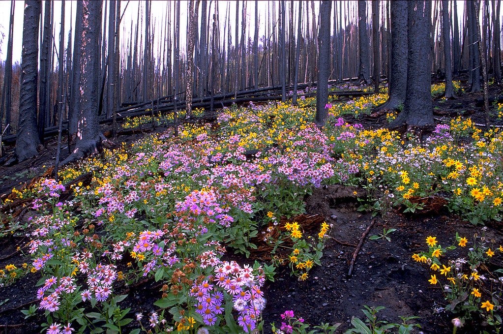 Yellowstone Wildflowers #2 -- 9/2004 | Regeneration after a … | Flickr