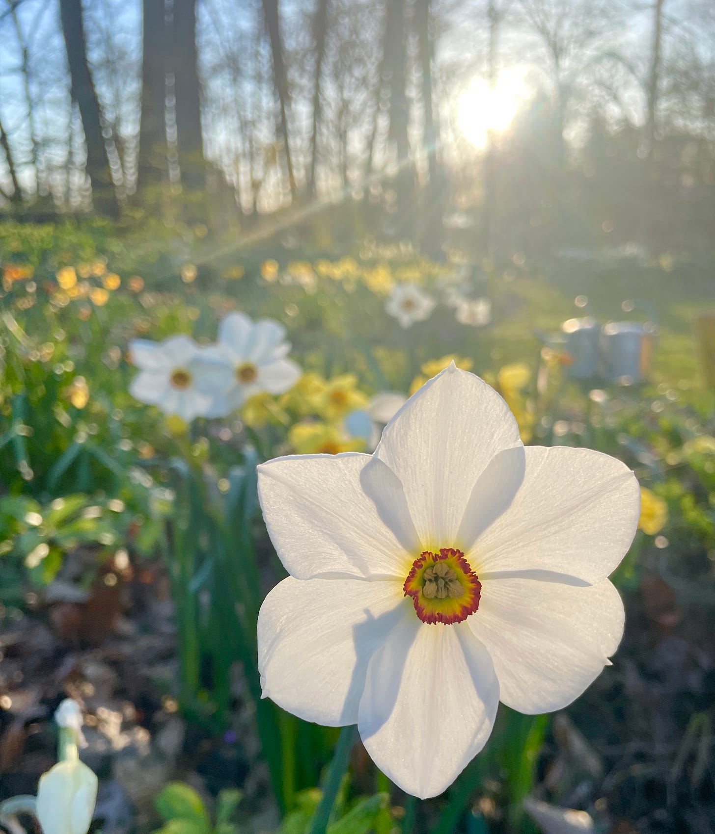 I will be writing a feature on the Daffodil Dell soon, but this photo gives you an idea of the number of flowers we have in here right now. It is astonishing after ten years of collecting to have such a golden parade. This is Narcissus poeticus. 