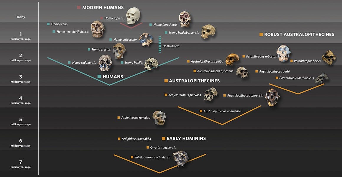 Hominin family tree graphic showing early hominins, australopithecines and humans