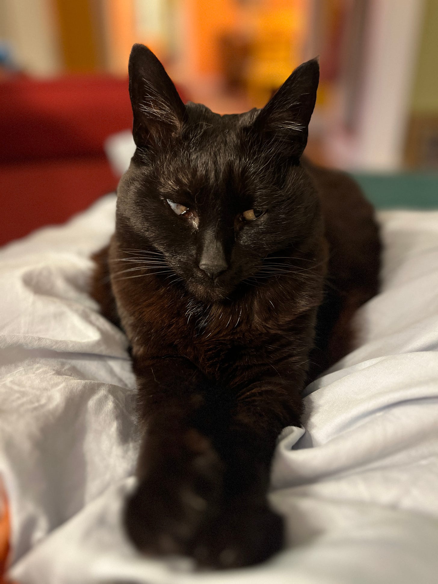 Front view of a black cat with one wonky eye, looking very dignified and perhaps, mildly sympathetic