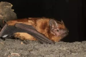 Common noctules are one of only four bat species known to migrate across the European continent