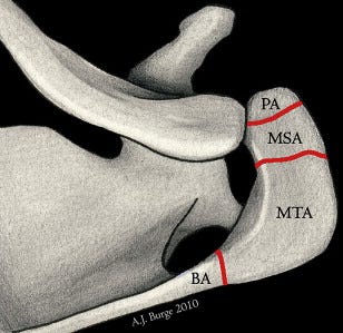 Acromion - an overview | ScienceDirect Topics