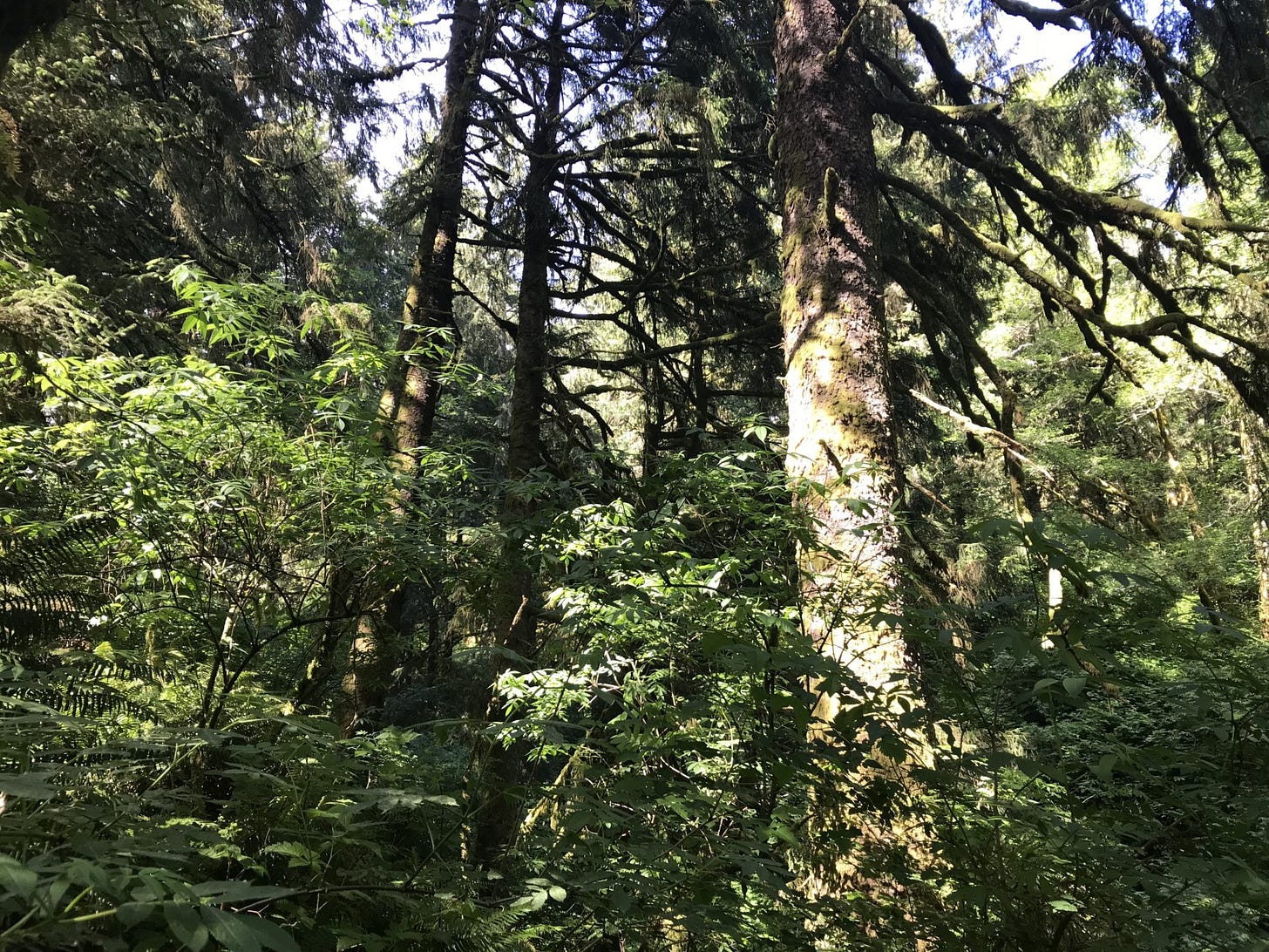 in a dense forest 