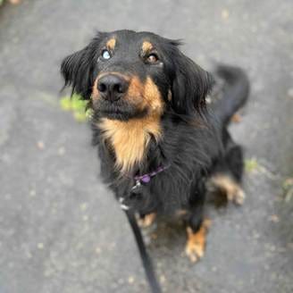 Black and brown dog looking up at camera