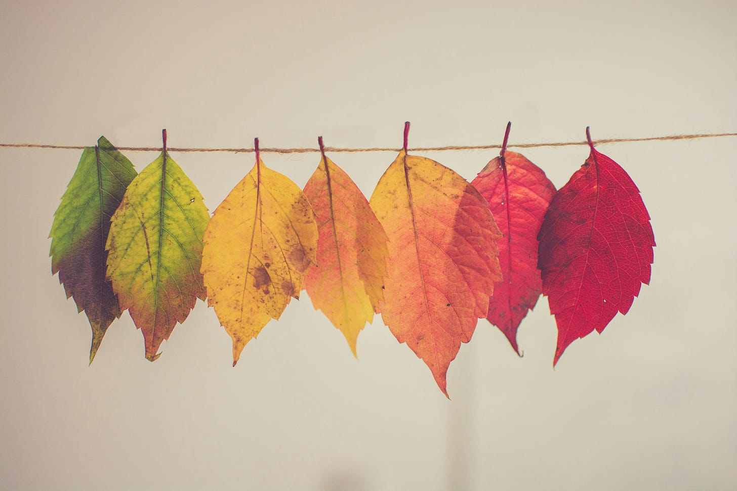 Leaves ranging in color from green to orange to red hanging on a line of twine