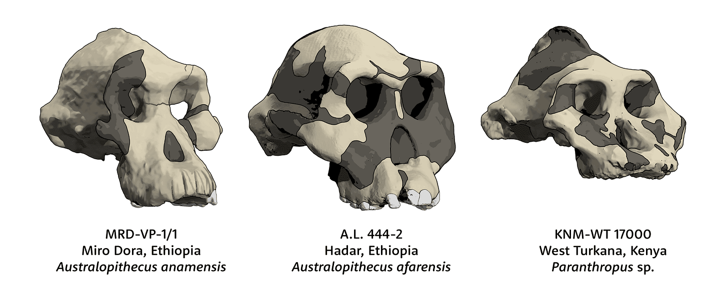 Skulls of MRD-VP-1/1 Australopithecus anamensis, A.L. 444-2 Australopithecus afarensis and KNM-WT 17000 Paranthropus Skulls of MRD-VP-1/1 Australopithecus anamensis, A.L. 444-2 Australopithecus afarensis and KNM-WT 17000 Paranthropus