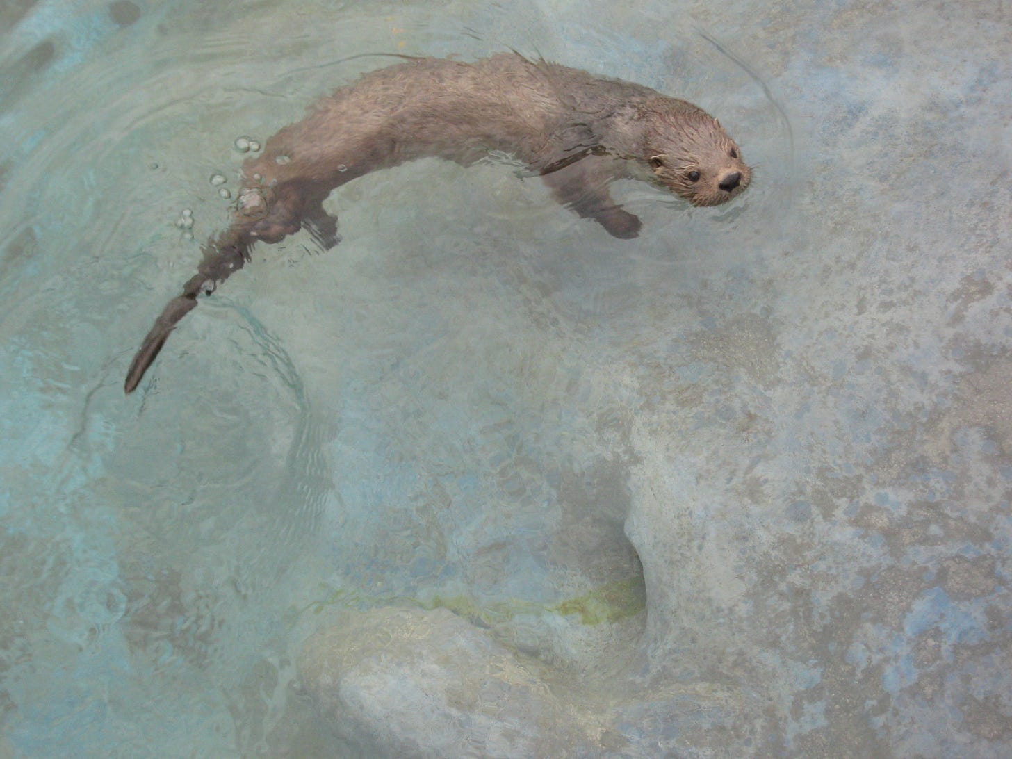 A Chungungo (Lontra felina) swimming