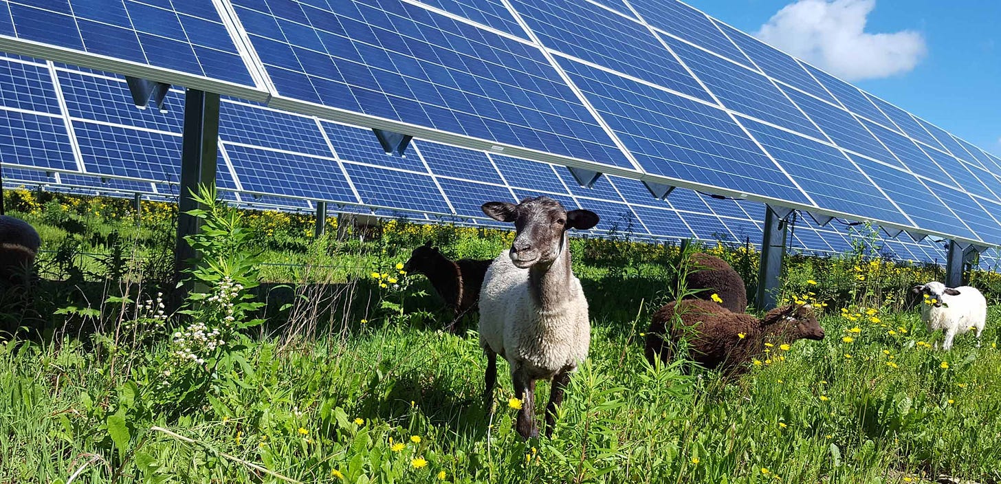 With agrivoltaics 'we don't have to choose between solar power and  producing food' | Reuters