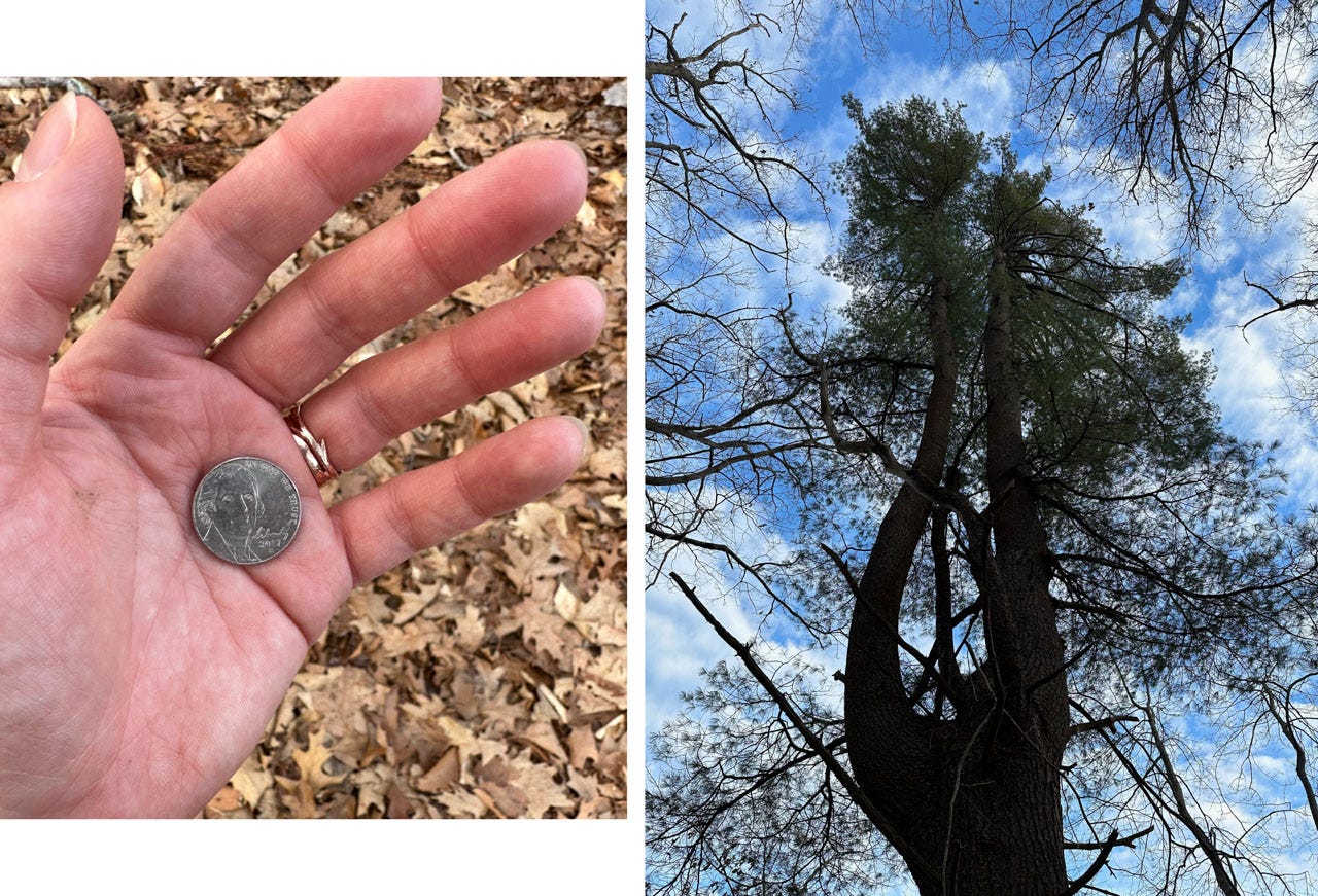 At left, my hand holds a nickel over a backdrop of dead leaves. At right, another of the strange trees with a second emergent trunk.